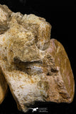 05198 - Museum Grade Association 2 Elasmosaurus (Zarafasaura oceanis) Vertebrae Bones