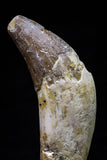 20679 -  Extremely Rare 2.93 Inch Pappocetus lugardi (Whale Ancestor) Incisor Rooted Tooth