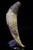 20679 -  Extremely Rare 2.93 Inch Pappocetus lugardi (Whale Ancestor) Incisor Rooted Tooth