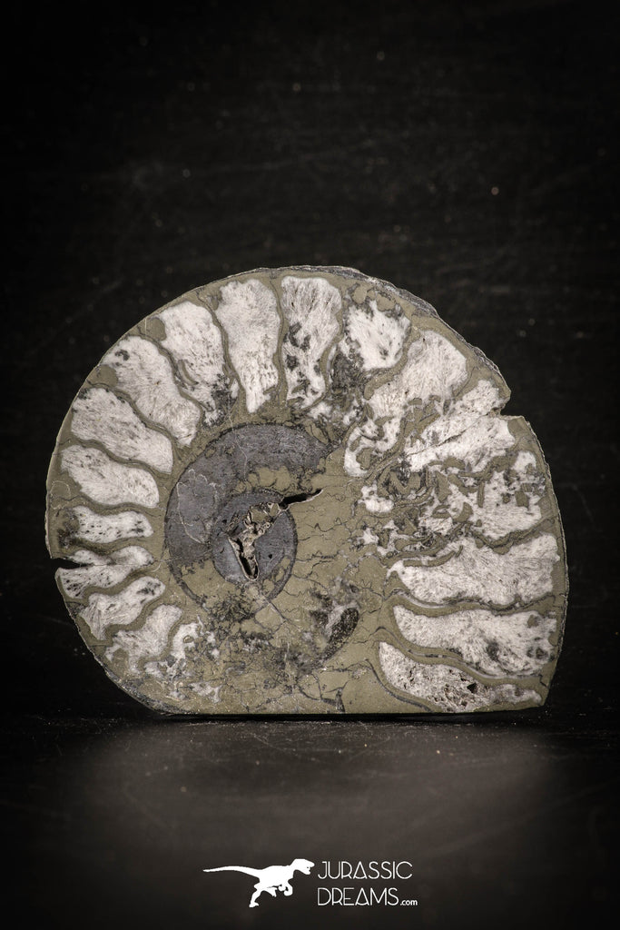 88674 - Beautiful Pyritized Polished Secction 2.74 Inch Unidentified Ammonite Cretaceous