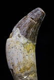 20679 -  Extremely Rare 2.93 Inch Pappocetus lugardi (Whale Ancestor) Incisor Rooted Tooth
