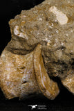 05198 - Museum Grade Association 2 Elasmosaurus (Zarafasaura oceanis) Vertebrae Bones