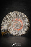 88675 - Beautiful Polished Secction 3.02 Inch Goniatites Devonian Cephalopod