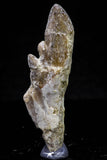 20681 - Top Rare 2.53 Inch Pappocetus lugardi (Whale Ancestor) Molar Rooted Tooth