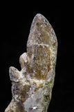 20681 - Top Rare 2.53 Inch Pappocetus lugardi (Whale Ancestor) Molar Rooted Tooth