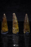 20707 - Great Collection of 3 Spinosaurus Dinosaur Teeth Cretaceous KemKem Beds