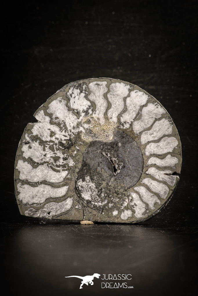 88677 - Beautiful Pyritized Polished Secction 2.74 Inch Unidentified Ammonite Cretaceous