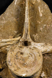 05200 - Museum Grade Huge 9.84 Inch Elasmosaurus (Zarafasaura oceanis) Vertebra Bone