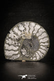 88677 - Beautiful Pyritized Polished Secction 2.74 Inch Unidentified Ammonite Cretaceous