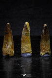 20707 - Great Collection of 3 Spinosaurus Dinosaur Teeth Cretaceous KemKem Beds