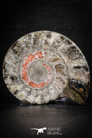 88678 - Beautiful Polished Secction 3.12 Inch Goniatites Devonian Cephalopod