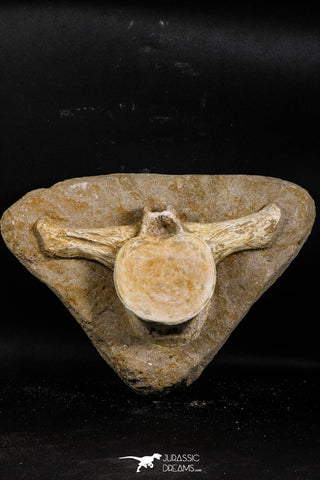 05201 - Top Huge 9.25 Inch Elasmosaurus (Zarafasaura oceanis) Vertebra Bone