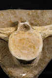 05201 - Top Huge 9.25 Inch Elasmosaurus (Zarafasaura oceanis) Vertebra Bone