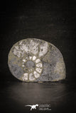 88679 - Beautiful Pyritized Polished Secction 2.50 Inch Unidentified Ammonite Cretaceous