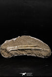 05202 - Top Rare 10.43 Inch Dyrosaurus phosphaticus Juvenile Complete Jaw Bone