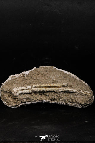 05202 - Top Rare 10.43 Inch Dyrosaurus phosphaticus Juvenile Complete Jaw Bone
