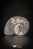 88680 - Beautiful Pyritized Polished Secction 2.55 Inch Unidentified Ammonite Cretaceous