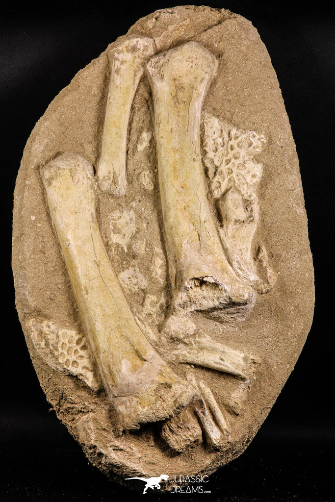 05203 - Museum Grade 16.14 Inch Dyrosaurus phosphaticus Limb (Radius-Ulna) & Dermal Scute Bones Association