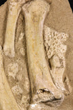 05203 - Museum Grade 16.14 Inch Dyrosaurus phosphaticus Limb (Radius-Ulna) & Dermal Scute Bones Association
