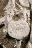 05204 - Finest Grade 12.99 Inch Dyrosaurus phosphaticus 2 Vertebrae Bones Association