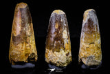20715 - Great Collection of 3 Spinosaurus Dinosaur Teeth Cretaceous KemKem Beds