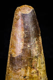 20715 - Great Collection of 3 Spinosaurus Dinosaur Teeth Cretaceous KemKem Beds