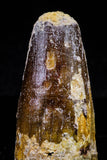 20715 - Great Collection of 3 Spinosaurus Dinosaur Teeth Cretaceous KemKem Beds