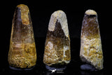 20715 - Great Collection of 3 Spinosaurus Dinosaur Teeth Cretaceous KemKem Beds