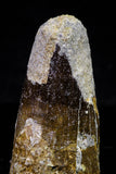20715 - Great Collection of 3 Spinosaurus Dinosaur Teeth Cretaceous KemKem Beds