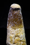 20715 - Great Collection of 3 Spinosaurus Dinosaur Teeth Cretaceous KemKem Beds