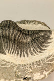 30846 - Top Quality Bug Eyed 2.40 Inch Coltraneia effelesa Middle Devonian
