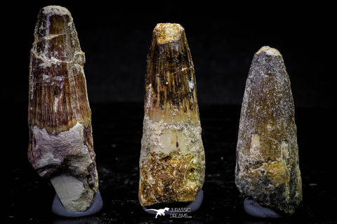 20716 - Great Collection of 3 Spinosaurus Dinosaur Teeth Cretaceous KemKem Beds