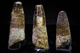 20716 - Great Collection of 3 Spinosaurus Dinosaur Teeth Cretaceous KemKem Beds