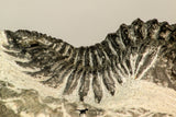 30846 - Top Quality Bug Eyed 2.40 Inch Coltraneia effelesa Middle Devonian
