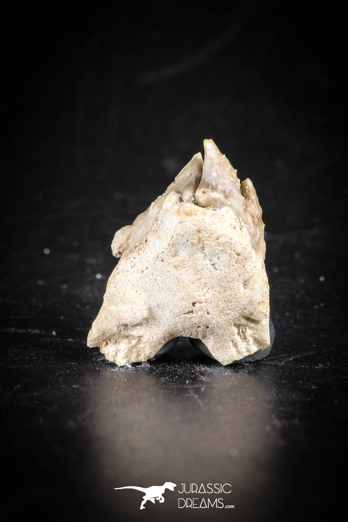 88693 - Super Rare Pathologically Deformed Double Tipped 0.86 Inch Otodus obliquus Shark Tooth