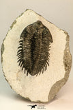 30847 - Nicely Preserved Bug Eyed 2.16 Inch Coltraneia effelesa Middle Devonian