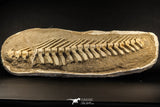 07031 - Museum Grade 18.90 Inch Halisaurus arambourgi (Mosasaur) Partial Tail (Distal End) Late Cretaceous