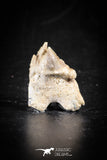 88693 - Super Rare Pathologically Deformed Double Tipped 0.86 Inch Otodus obliquus Shark Tooth