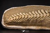 07031 - Museum Grade 18.90 Inch Halisaurus arambourgi (Mosasaur) Partial Tail (Distal End) Late Cretaceous