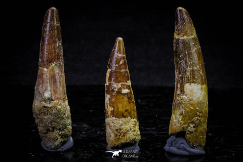 20717 - Great Collection of 3 Spinosaurus Dinosaur Teeth Cretaceous KemKem Beds