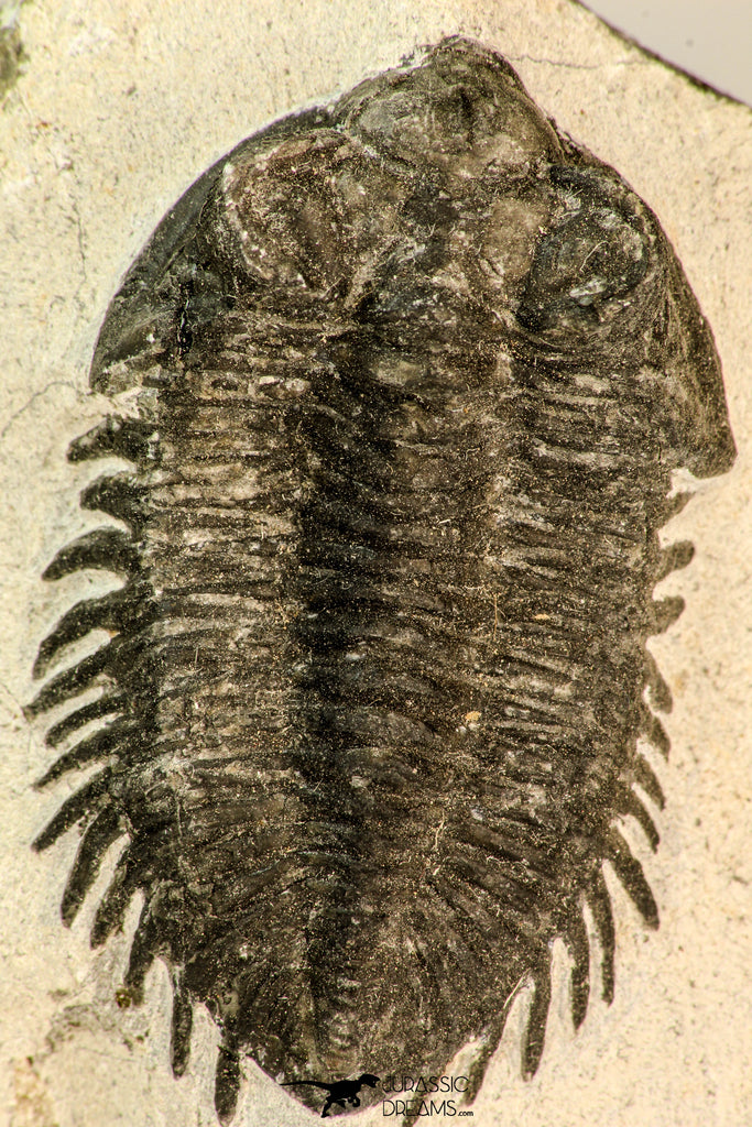 30847 - Nicely Preserved Bug Eyed 2.16 Inch Coltraneia effelesa Middle Devonian