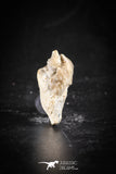 88693 - Super Rare Pathologically Deformed Double Tipped 0.86 Inch Otodus obliquus Shark Tooth
