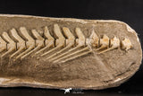07031 - Museum Grade 18.90 Inch Halisaurus arambourgi (Mosasaur) Partial Tail (Distal End) Late Cretaceous