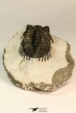 30847 - Nicely Preserved Bug Eyed 2.16 Inch Coltraneia effelesa Middle Devonian