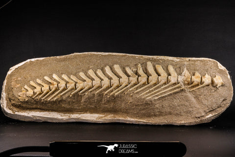 07031 - Museum Grade 18.90 Inch Halisaurus arambourgi (Mosasaur) Partial Tail (Distal End) Late Cretaceous