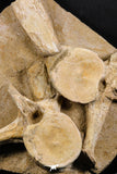 05209 - Finest Grade Association 2 Elasmosaurus (Zarafasaura oceanis) Vertebrae Bones
