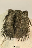 30847 - Nicely Preserved Bug Eyed 2.16 Inch Coltraneia effelesa Middle Devonian