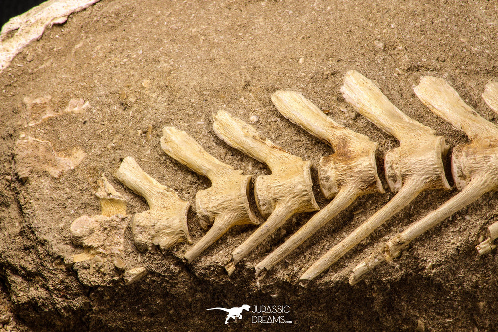 Museum Grade 18.90 Inch Halisaurus arambourgi (Mosasaur) Partial Tail ...