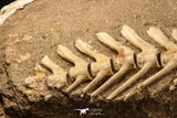 07031 - Museum Grade 18.90 Inch Halisaurus arambourgi (Mosasaur) Partial Tail (Distal End) Late Cretaceous
