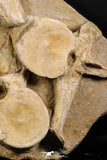 05209 - Finest Grade Association 2 Elasmosaurus (Zarafasaura oceanis) Vertebrae Bones